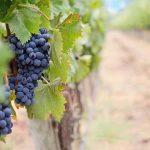 balatoni bor - Siófok Aranypart Camping