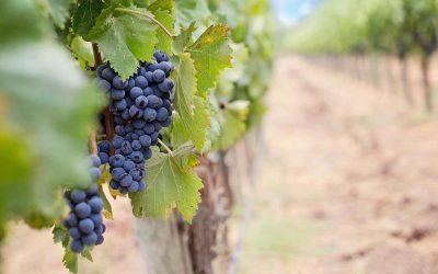 Balaton wines – Enjoy a glass of wine in the sunset