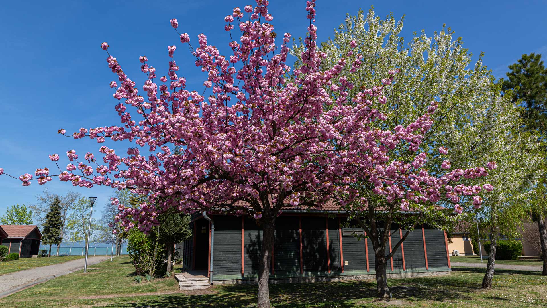 Heated cabins and mobile houses Siófok Lake Balaton Aranypart Camping Siófok, Lake Balaton