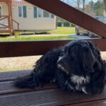 kemping Siófok kutyabrát apartman Balaton Aranypart Camping & Apartments