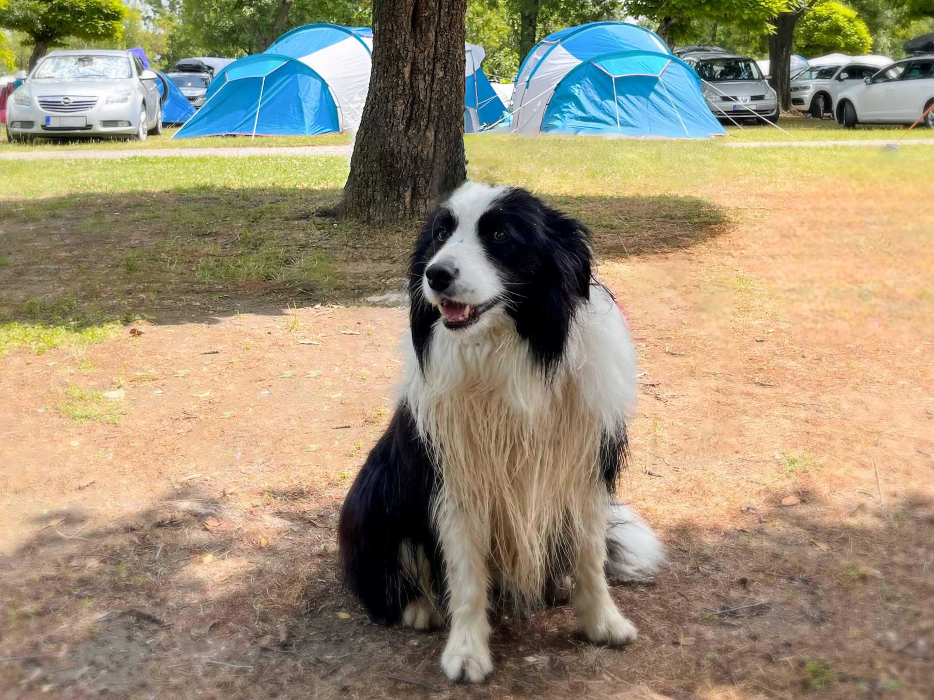 kisállatbarát Balaton szállás apartman Siófok Aranypart kemping
