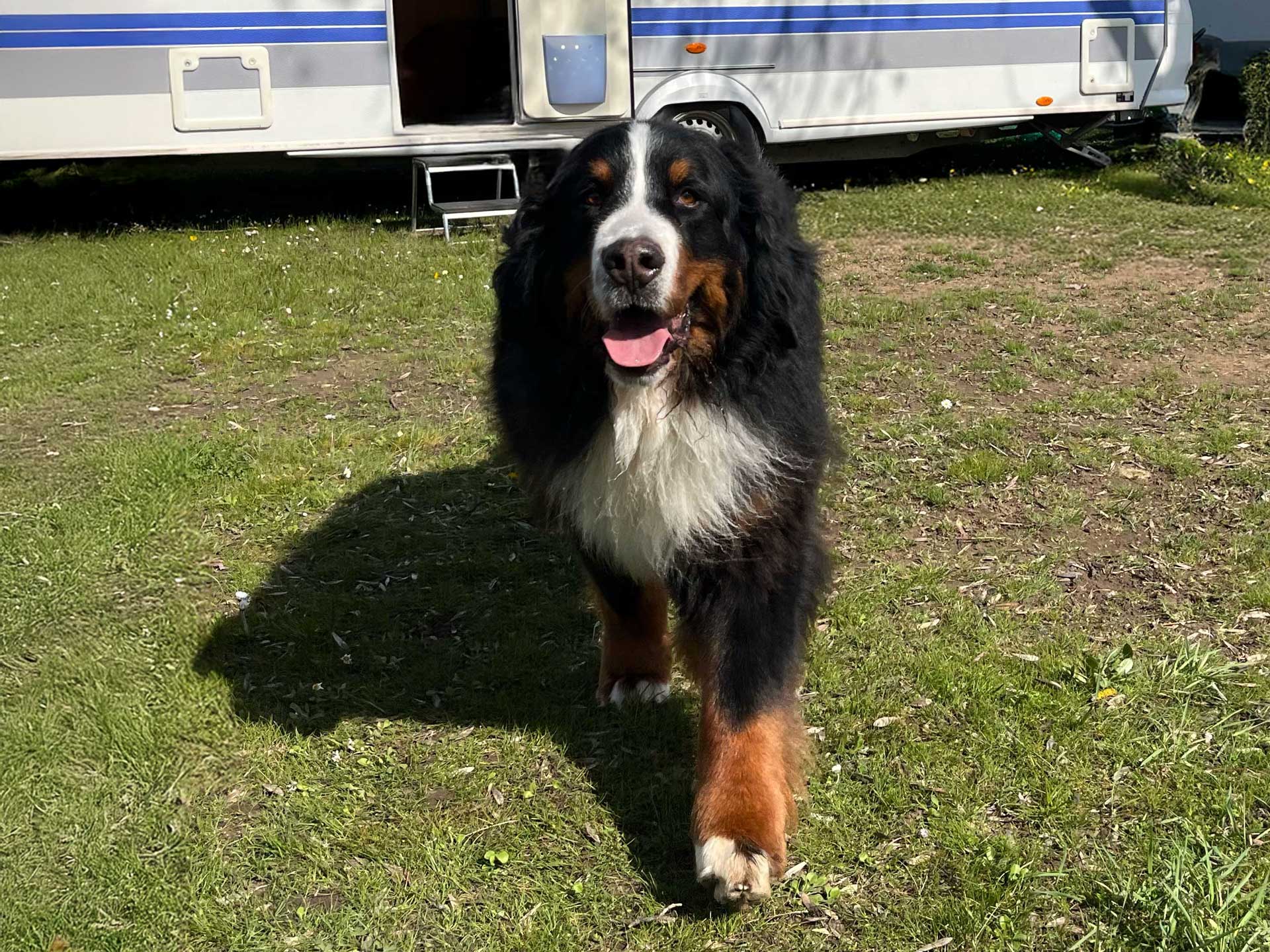 kisállatbarát kutyabarát Balaton szállás lakókocsi Siófok Aranypart kemping