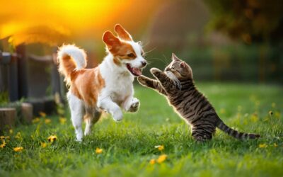 Kisállatbarát kalandok az őszi Balatonnál