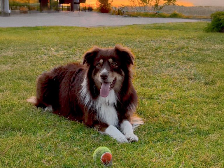 kisállatbarát kutyabarát kemping Siófok Aranypart cCamping & Apartments