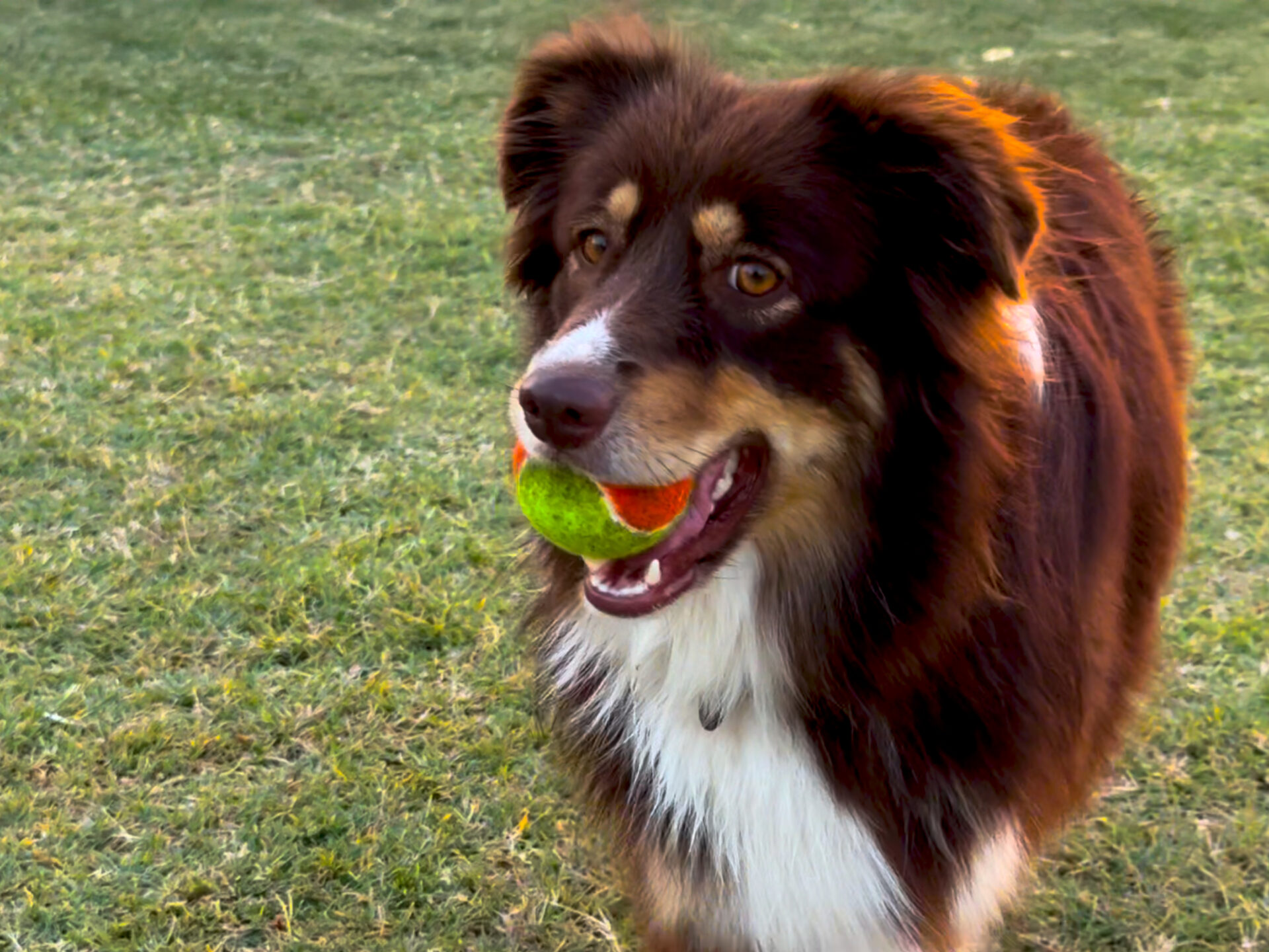 Wie tankt man bei einem Urlaub am Balaton neue Energie? Die Veränderung ist das, was man mit nach Hause nimmt! 14 Aranypart Camping & Apartments accommodation cheap off-season tent caravan apartment mobile home dog-friendly