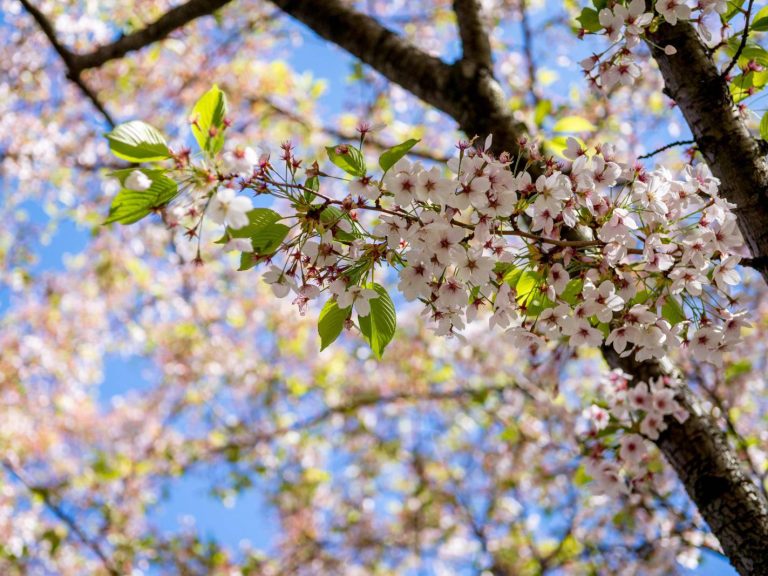 Retro majális a siófoki Nagystrandon. Az Aranypart Camping & Apartments apartmanokkal, sátorhelyekkel és lakókocsi parcellákkal várja pihenni vágyó vendégeit.